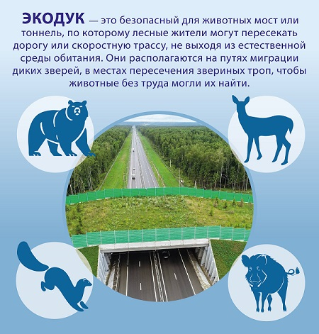 На автодороге ЮЛА построят экодуки для миграции лесных животных На автодороге ЮЛА построят экодуки для миграции лесных животных